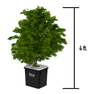 Under Current ® Evolution Recirculating Deep Water Culture (RDWC) Hydroponic System, XL 3-Row